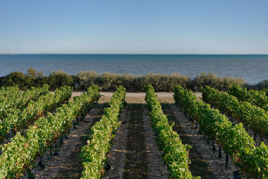 Domaine Arica - Les vignobles de l'Île-de-Ré