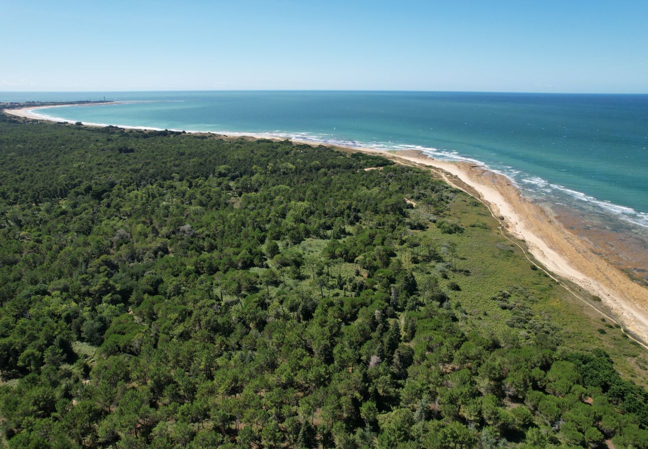 Aerial view of a beach bordered by pine forest and the sea 